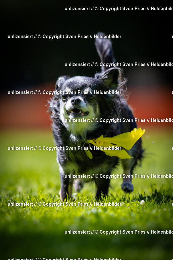 Sven Pries | 2025-08-10 - Hunderennen Durlach - Realisiert mit Pictrs.com