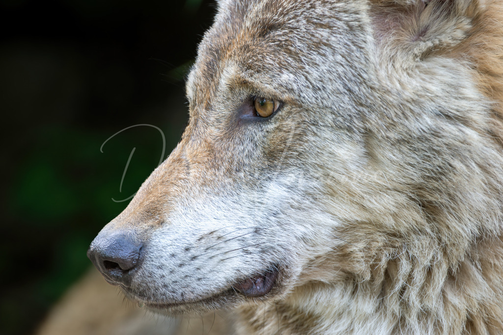 Wolf | Portrait eines Wolfes