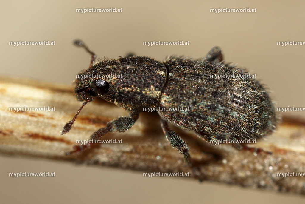 Sitona hispidulus-001 | Das Bilderarchiv über Tiere, Planzen und Landschaften. In der Bilddatenbank finden Sie ein große Auswahl an hochwertigen Bilder für Ihre Werbung - Realisiert mit Pictrs.com