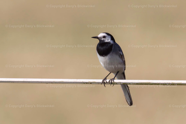 2018109 | Tierfotografie, Tierkalender, Tierbilder, Insekten, Spinnen, Vögel, Schmetterling, Libellen, Leinwand, Colorkey, Qualität, Geschenkartikel, Geschenk - Realisiert mit Pictrs.com