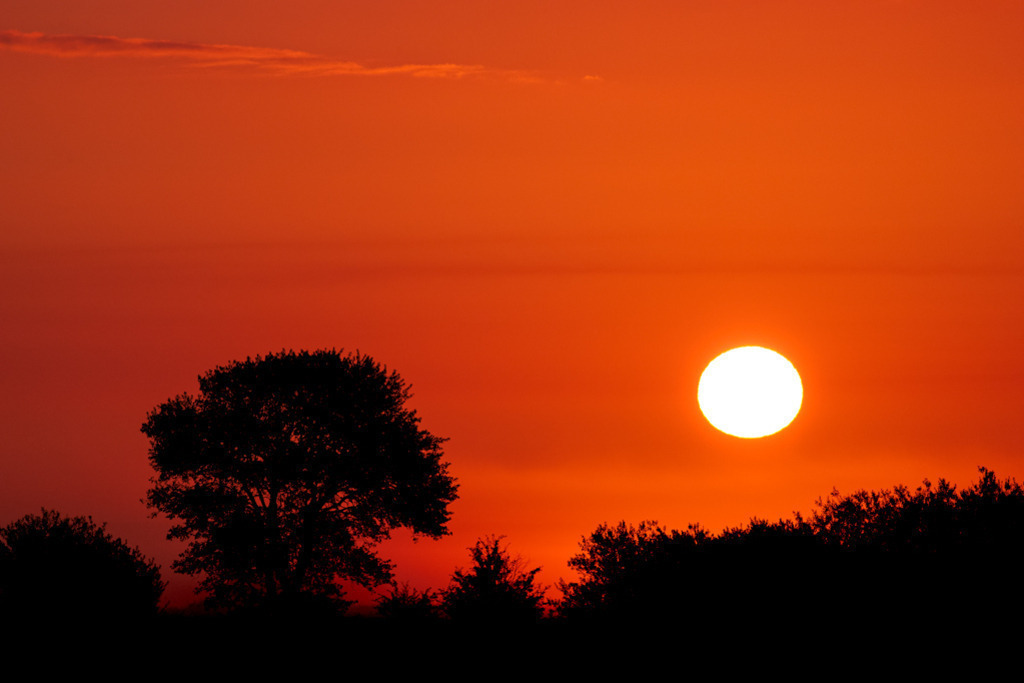 Sonnenaufgang über Bäumen | Über einer Baumreihe steigt die Sonne im leuchtend orange-roten Morgenhimmel auf. Die Natur läutet farbenprächtig den Tag ein. — Auflösung des Originals: 6015 x 4010 px. - Realisiert mit Pictrs.com