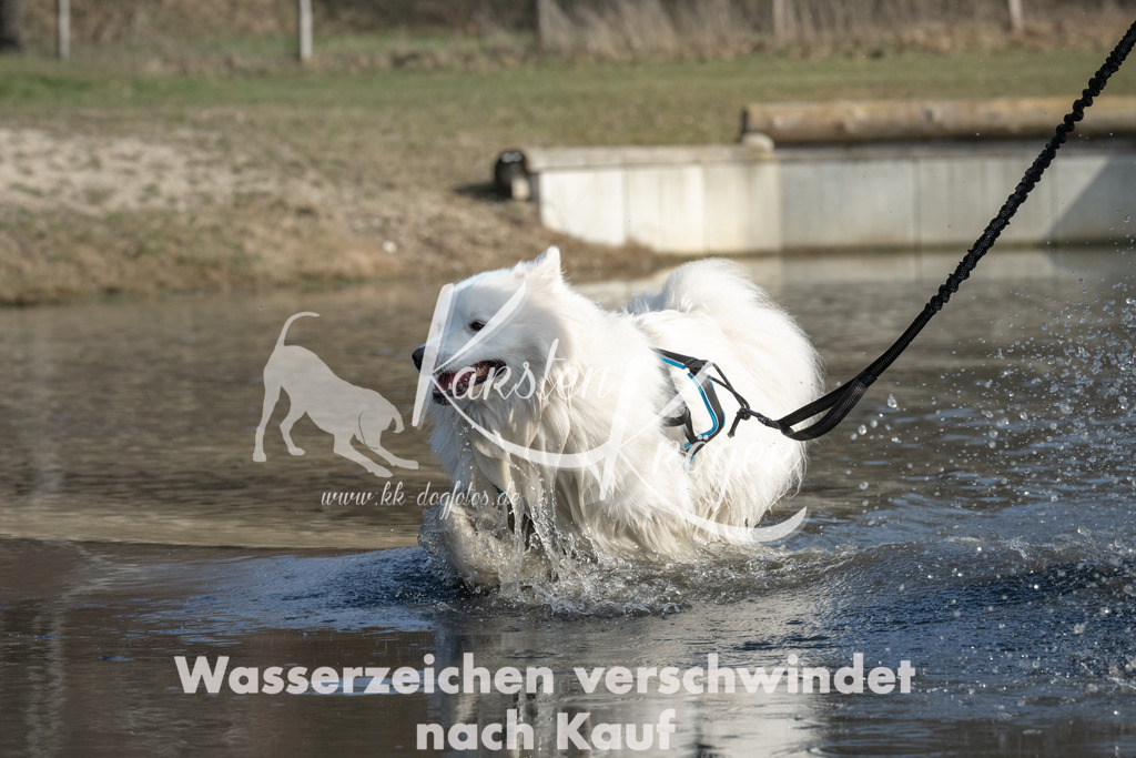 1408_ZZ99890 | kk-dogfotos