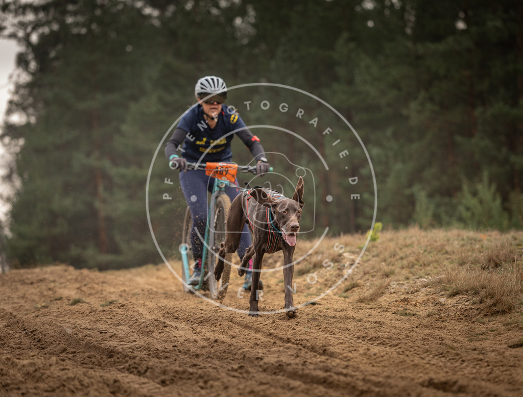 Pfotenfotografie_DV3A4861 | Hundefotografie, Tierfotograf, Pfotenfotografie, Fotoshooting Hund, Hunde Portrait, Hundesport, Hundeportraits, Heideshooting, Hunde, Sportfotograf, Hundefotograf, Turnierhundsport, THS,  - Realisiert mit Pictrs.com
