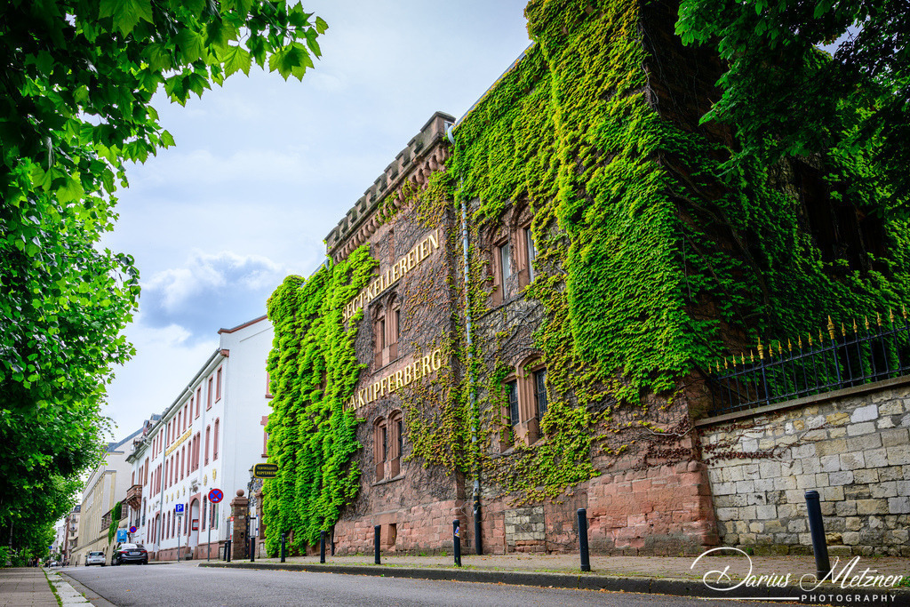 DSC_3297 | Fotografien, Fotos und Bilder aus Mainz, Frankfurt, Wiesbaden und anderen Orten auf der Welt - Fotografiert von Darius Metzner