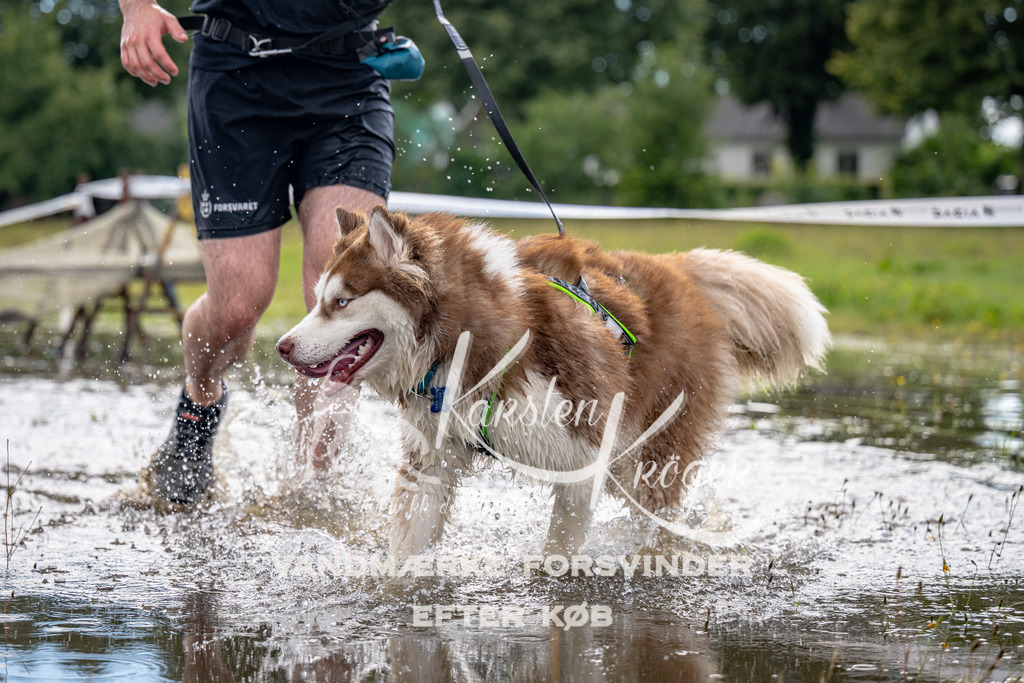 1337_ZZ90411 | kk-dogfotos