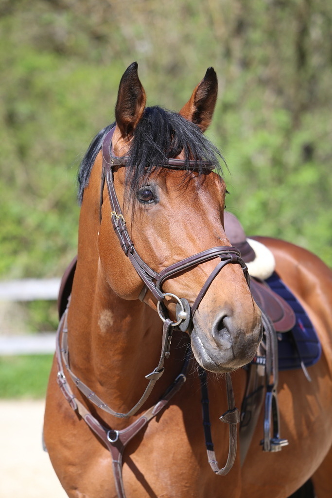 DL2Q3104 | Willkommen bei Brunnmayr - Design & Fotografie – Ihrem Spezialisten für Reitturniere und Pferdeveranstaltungen in Oberösterreich, Salzburg und Bayern! Seit über 17 Jahren sind wir leidenschaftlich dabei.