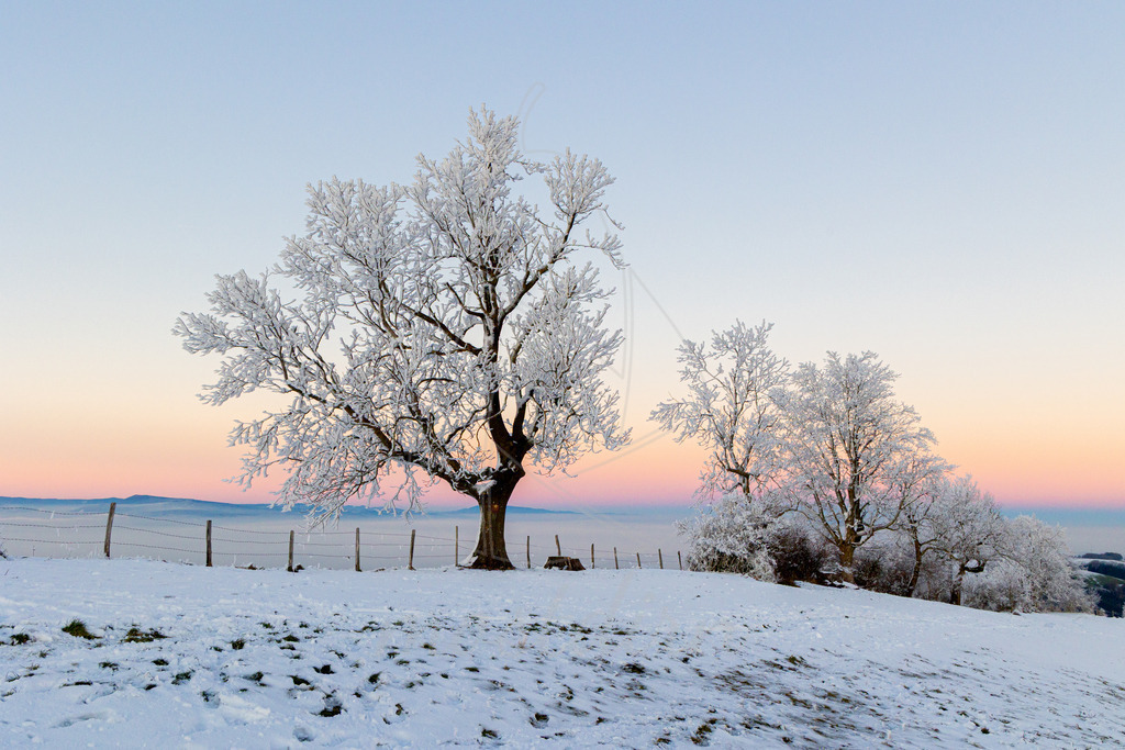 Winter am Hochkogelberg Rauhreif | Ihre Fotografin im Lungau, ihre Fotografin im Mostviertel, Wandbilder Onlineshop, Imagefotos für Ihr Unternehmen,  - Realisiert mit Pictrs.com