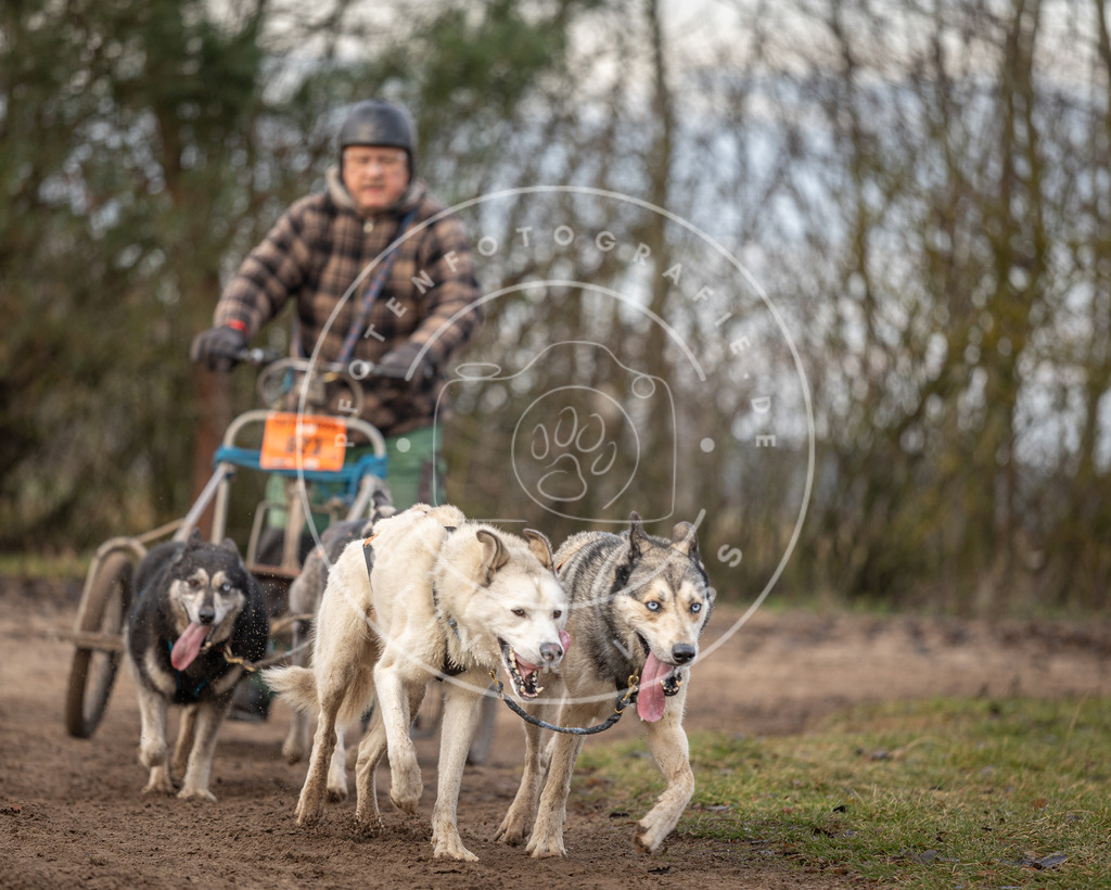 Pfotenfotografie_DV3A6190 | Hundefotografie, Tierfotograf, Pfotenfotografie, Fotoshooting Hund, Hunde Portrait, Hundesport, Hundeportraits, Heideshooting, Hunde, Sportfotograf, Hundefotograf, Turnierhundsport, THS,  - Realisiert mit Pictrs.com