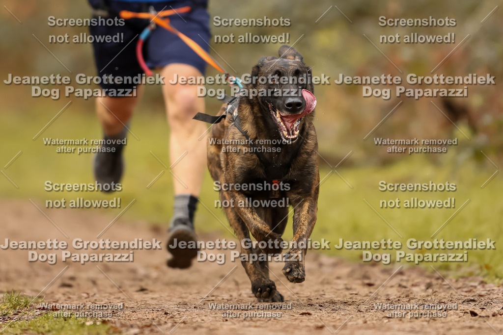Dog Paparazzi - Speedhunter Mannheim  2025-266 | Dog Paparazzi Jeanette Grottendiek Fotografie & Videografie