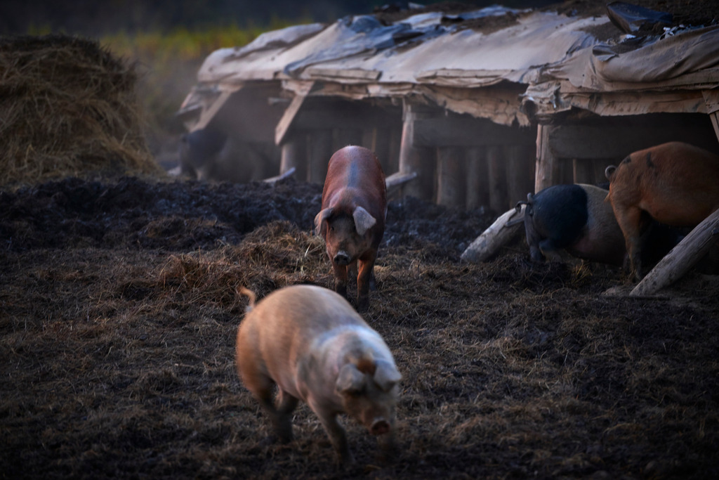 Labonca Freilandschweine | Burgau, Austria - October 22, 2016: Labonca Freilandschweine. - Realisiert mit Pictrs.com