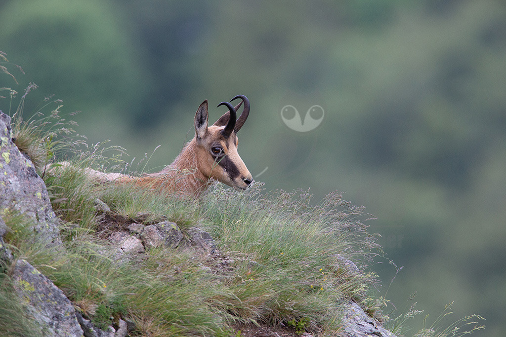 20130704173517 | Die Gemse ( Rupicapra rupicapra ) ist ein Huftier, das dank seiner aussergewöhnlichen Anpassungsfähigkeit den extremen Lebensbedingungen im Gebirge gewachsen ist. Die Gemse vereint auf eindrückliche Art Widerstandskraft, Gewandtheit und Robustheit. Während sie früher in die schwer zugänglichen Gebirgsmassive zurückgedrängt wurde, ist sie heute in Wäldern mittlerer Höhe und gar in tiefen Lagen stark verbreitet. - Realisiert mit Pictrs.com