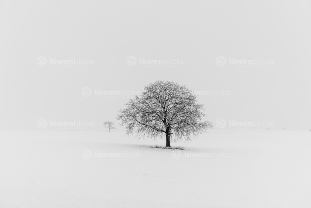 Winterliche Landschaft bei Birenbach | löwenblicke | shop