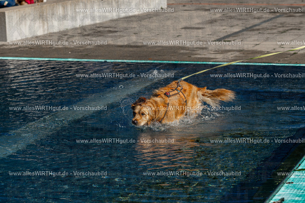 Hundeschwimmen_Volksbad_2026-allesWIRTHgut_Tierfotografie-2609061056-FAY06034 | Professionelle Tierfotografie in Mönchengladbach von Daniel Wirth (allesWIRTHgut). Liebevolle & natürliche Bilder von Hunden & Katzen für unvergessliche Erinnerungen.