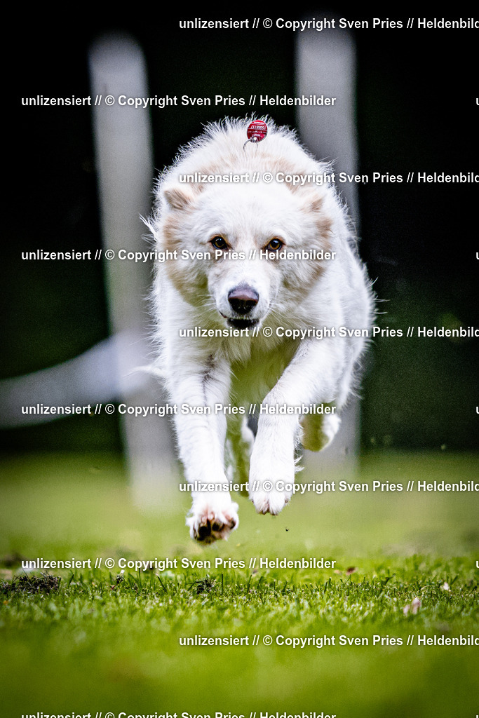 Sven Pries | 2025-10-03 - Hunderennen Obergrombach - Realisiert mit Pictrs.com