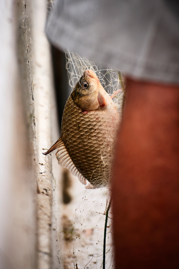 Gefangener Fisch im Netz | San Feliciano, Italien - August 31, 2016: Lago Trasimeno; Gefangener Fisch im Netz. - Realisiert mit Pictrs.com