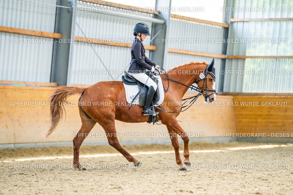 DSC04327 | Pferdegrafie