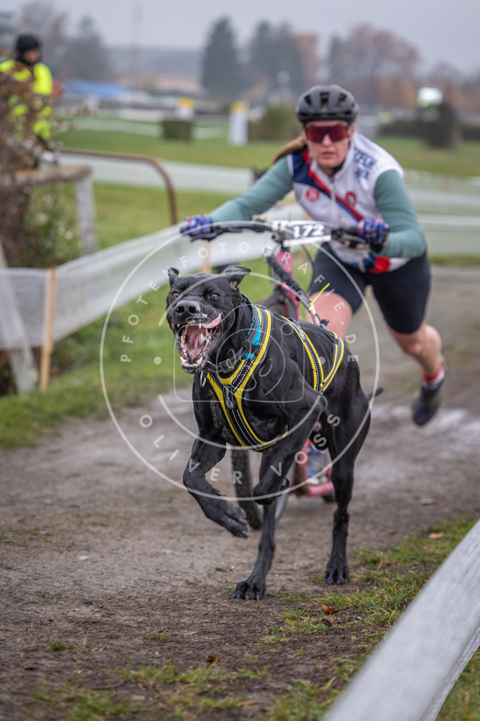 CaniXpix_0L8A0880 | Hundefotografie, Tierfotograf, Pfotenfotografie, Fotoshooting Hund, Hunde Portrait, Hundesport, Hundeportraits, Heideshooting, Hunde, Sportfotograf, Hundefotograf, Turnierhundsport, THS,  - Realisiert mit Pictrs.com