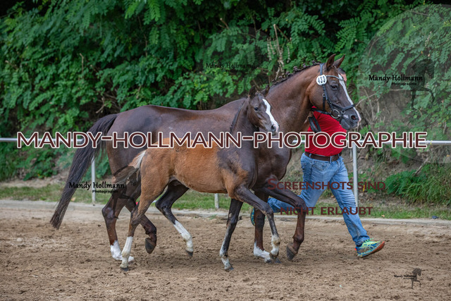 IMG_8130 | mandyhollmannphotographie