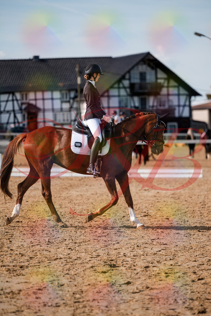2026_10_03_Siefer-Hof_132842_Z63_89721269 | Professionelle Reitsport-, Turnier- und Eventfotografie von Robert Broda. Galerien mit ausgewählten und bearbeiteten Bildern direkt online ansehen und bestellen.