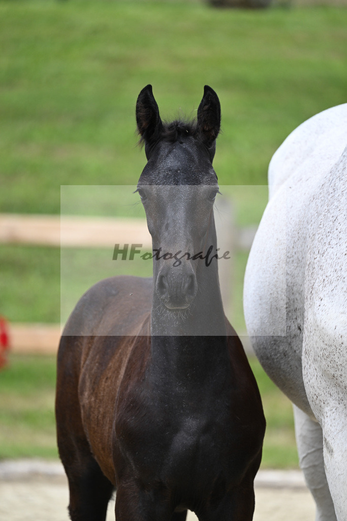 Kat-Nr. 17 HF Adzaro de LAbbaye B x Camposanto_Hanning_28230269 | hf-fotografie - Realizzato con Pictrs.com