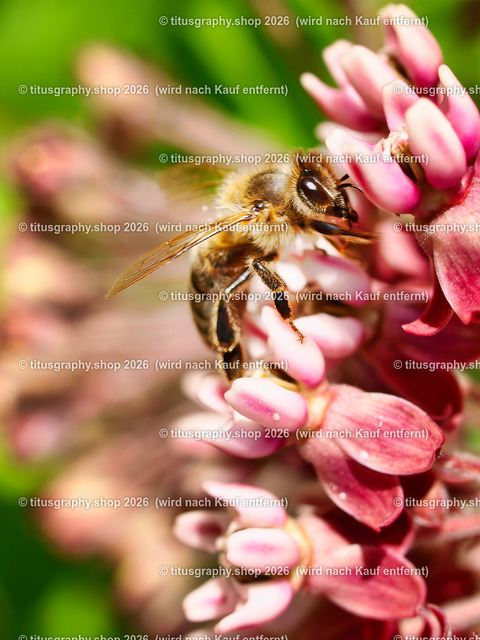 titusgraphy_P7140593-vz-ln | titusgraphy-shop: Geschenkideen mit Qualitätsfotos. titusgraphy-shop: gift ideas with quality photos. titusgraphy-shop: idées cadeaux avec photos de qualité.  - Realisiert mit Pictrs.com