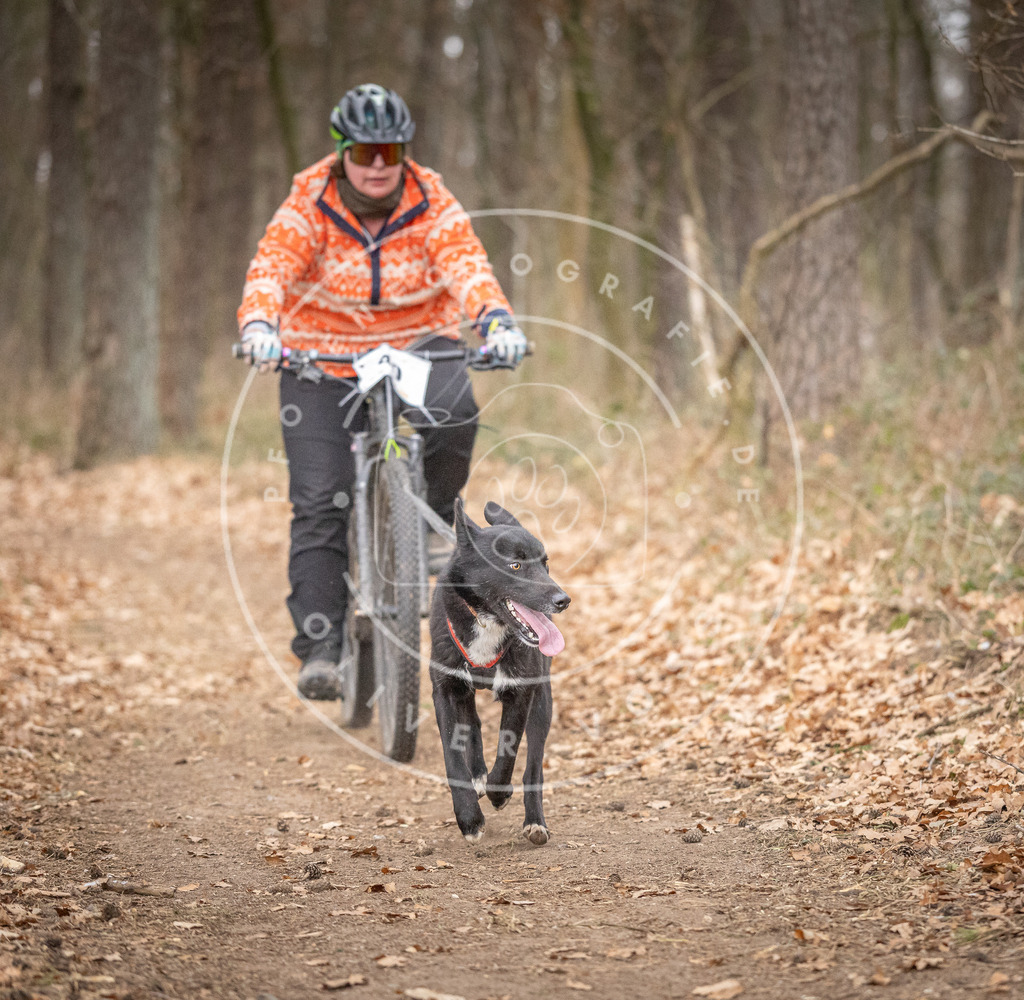 Pfotenfotografie_DV3A6441 | Hundefotografie, Tierfotograf, Pfotenfotografie, Fotoshooting Hund, Hunde Portrait, Hundesport, Hundeportraits, Heideshooting, Hunde, Sportfotograf, Hundefotograf, Turnierhundsport, THS,  - Realisiert mit Pictrs.com
