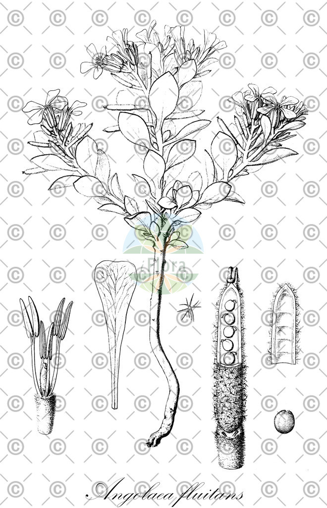 HistAbb_wfo-0000536542_304_ENZY_Simple | Historische Abbildung von Angolaea fluitans - Podostemaceae | Historical Illustration of Angolaea fluitans - Podostemaceae