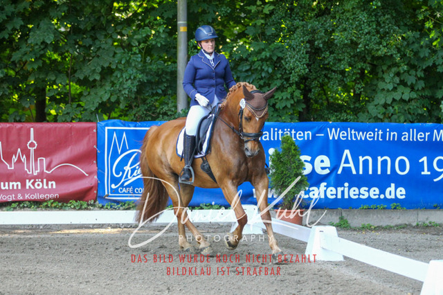 DKP42876 | Turniersportfotografie; Pferdefotografie; Dressurfotografie