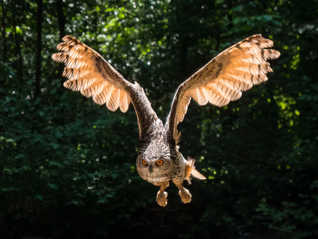 P1011328-Bearbeitet-2017-Bearbeitet-2017-LR | Natur im Moment - Realisiert mit Pictrs.com