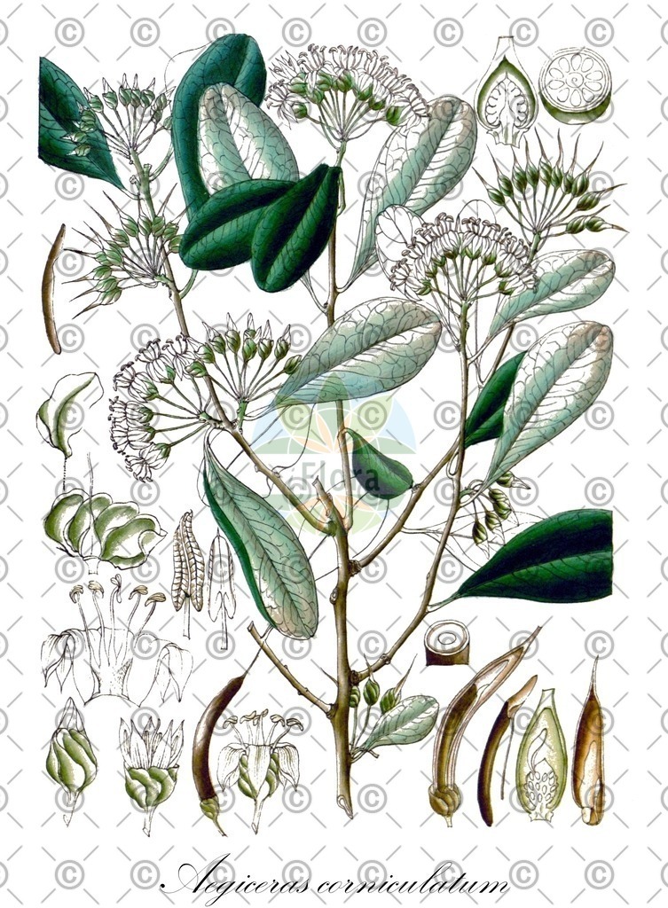 HistAbb_wfo-0000521489_2_ENZY_Simple | Historische Abbildung von Aegiceras corniculatum - Primulaceae | Historical Illustration of Aegiceras corniculatum - Primulaceae