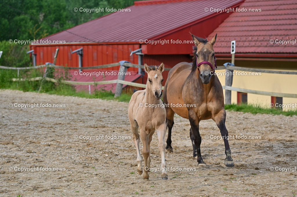 Otis_ 25.05.2023-23 | 25.05.2023, Slowakei, SVK, Dolný Moštenec, im Bild Fohlen, Pferd, Quarter Horse, Reitplatz