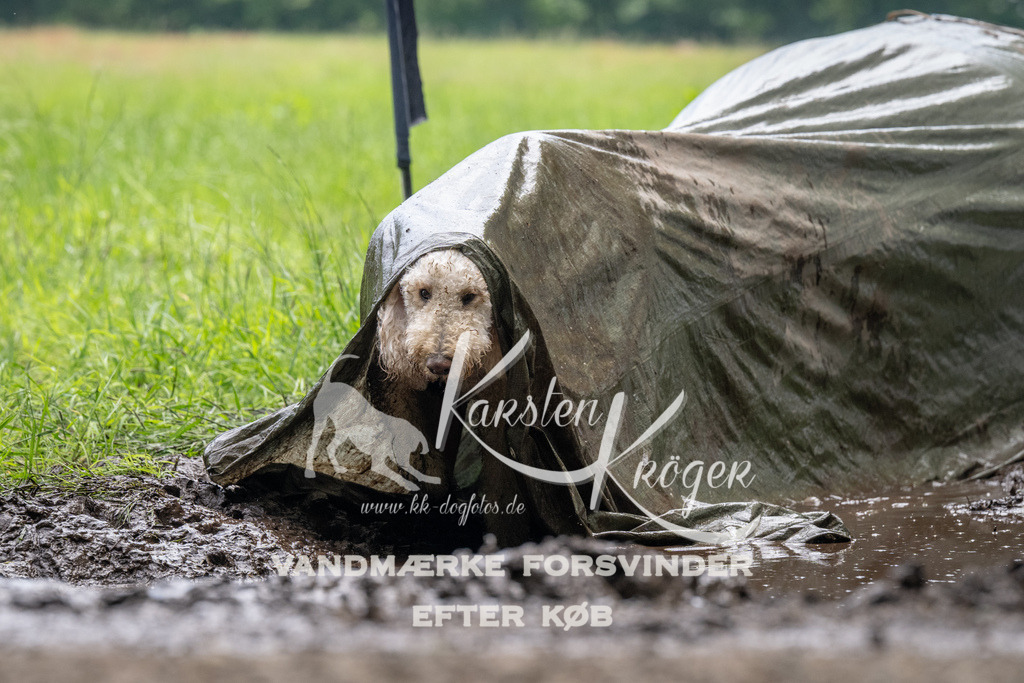1120_ZZ92562 | kk-dogfotos