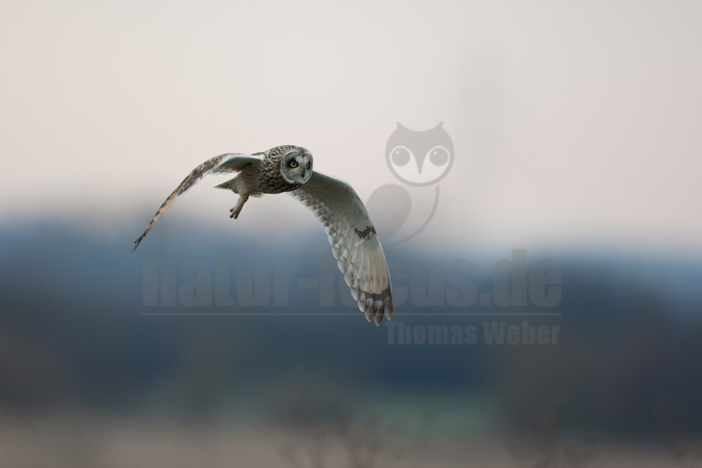 20080324_08270716922 | 
Sumpfohreule

Sumpfohreule (Asio flammeus)
Systematik
Klasse:	Vögel (Aves)
Ordnung:	Eulen (Strigiformes)
Familie:	Eigentliche Eulen (Strigidae)
Gattung:	Ohreulen (Asio)
Art:	Sumpfohreule
Wissenschaftlicher Name
Asio flammeus
(Pontoppidan, 1763)
Die Sumpfohreule (Asio flammeus) ist eine Vogelart aus der Gattung der Ohreulen (Asio) innerhalb der Familie der Eigentlichen Eulen (Strigidae). Ihre kurzen Federohren sind meist angelegt und somit nicht sichtbar. Der englische Name Short Eared Owl betont dieses Merkmal, während der deutsche die Lebensraumpräferenzen der Art für Feucht- und Marschgebiete unterstreicht. - Realisiert mit Pictrs.com