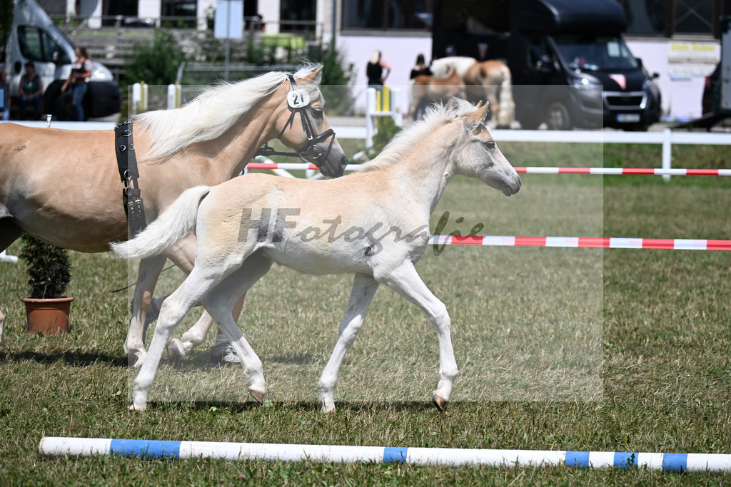 Kat-Nr. 21 HF v. Nachtprinz x Negresko_Kerscher_22250500 | hf-fotografie - Realizzato con Pictrs.com