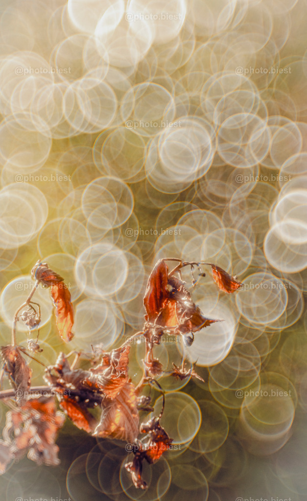 Verwelkt | Verwelkte Blätter vor einem Bubblebokeh. - Realisiert mit Pictrs.com