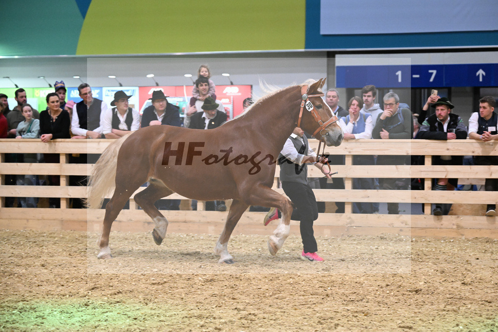 Kat-Nr. 30 Coco v. Valdero_Lichtenegger_1260455 | hf-fotografie - Realisiert mit Pictrs.com