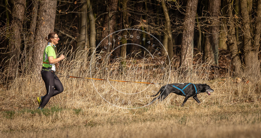 DV3A3872 | Hundefotografie, Tierfotograf, Pfotenfotografie, Fotoshooting Hund, Hunde Portrait, Hundesport, Hundeportraits, Heideshooting, Hunde, Sportfotograf, Hundefotograf, Turnierhundsport, THS,  - Realisiert mit Pictrs.com