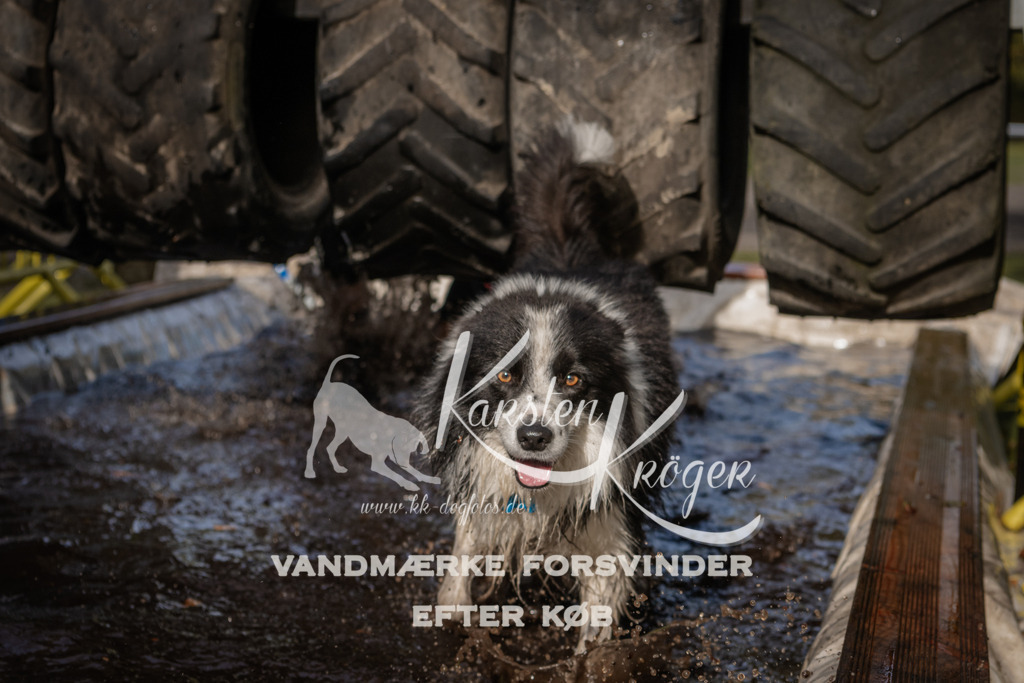 1407_ZZ94039 | kk-dogfotos