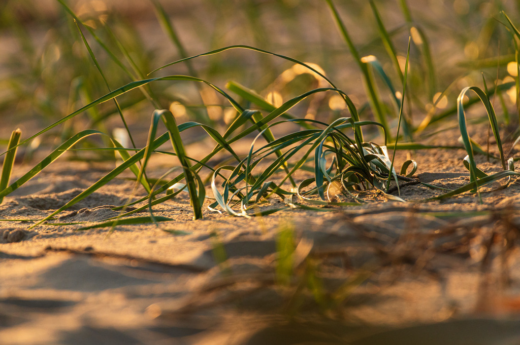 2023_08_18_HETLINGER-SCHANZEFile424 | Hochwertig gedruckte Fotografien für die Wand, als Kalender und zum Verschenken. Hamburg & Norddeutschland und überall wo ich mit der Kamera unterwegs war.