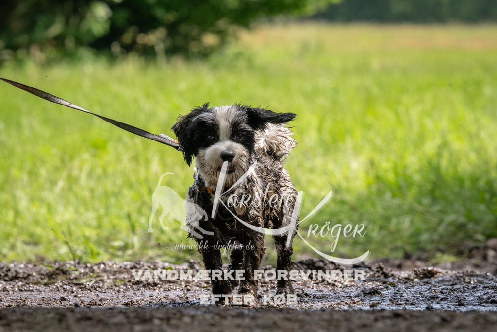 1149_ZZ94778 | kk-dogfotos