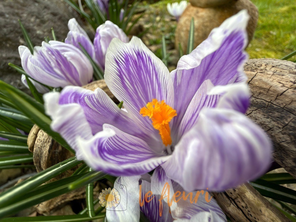 IMG_2419 | Dies ist der Shop von Florian Blum - le fleuri. Langenthal, Bern, Schweiz. Sie können hier meine oder ihre eigenen Fotos als Fotoprodukte kaufen. Tassen, Schlüsselanhänger, Taschen etc. können Sie hier gestalten.  - Realisiert mit Pictrs.com