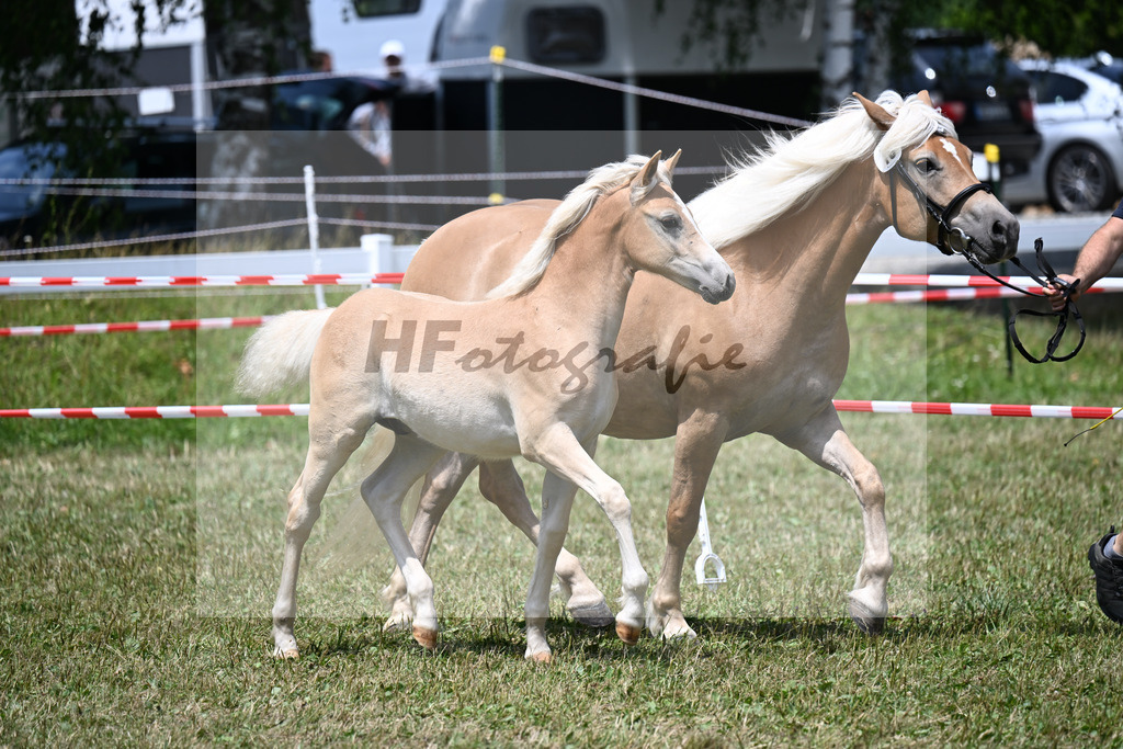 Kat-Nr. 19 HF v. Armani-Ass x Willi-V_Steinbauer_22250466 | hf-fotografie - Realizzato con Pictrs.com