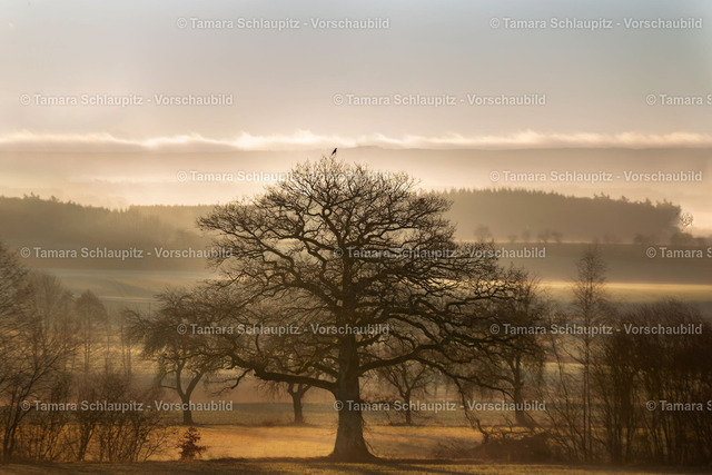 alte Eiche | alte Eiche im Winter mit Rabe