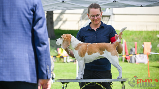 Beagle Club Schweiz  | Beagle Club Schweiz, 45 Jahre in Menziken 2025 Foto: Leo Wyden