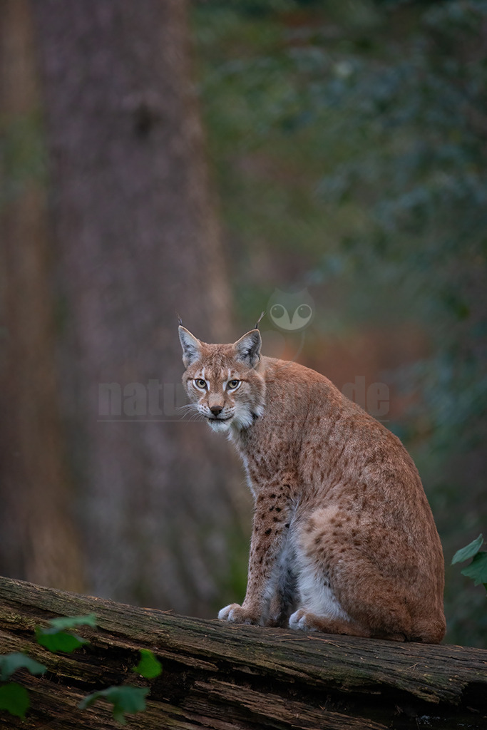 20191027171133 | Luchse sind Katzen und in Europa die größten Vertreter dieser Familie. Sie erreichen ungefähr die Größe eines Schäferhundes. Das Fell ist gefleckt, im Sommer ist es meistens rötlich braun und die Flecken sind stärker ausgeprägt. Im Winter wird das Fell dichter und wechselt hin zu einer eher bräunlich-grauen Färbung. - Realisiert mit Pictrs.com