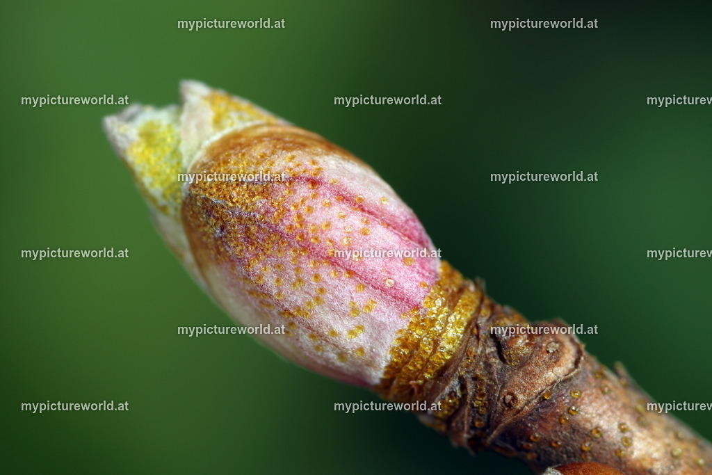 Schwarze Johannisbeere-006 | Das Bilderarchiv über Tiere, Planzen und Landschaften. In der Bilddatenbank finden Sie ein große Auswahl an hochwertigen Bilder für Ihre Werbung - Realisiert mit Pictrs.com