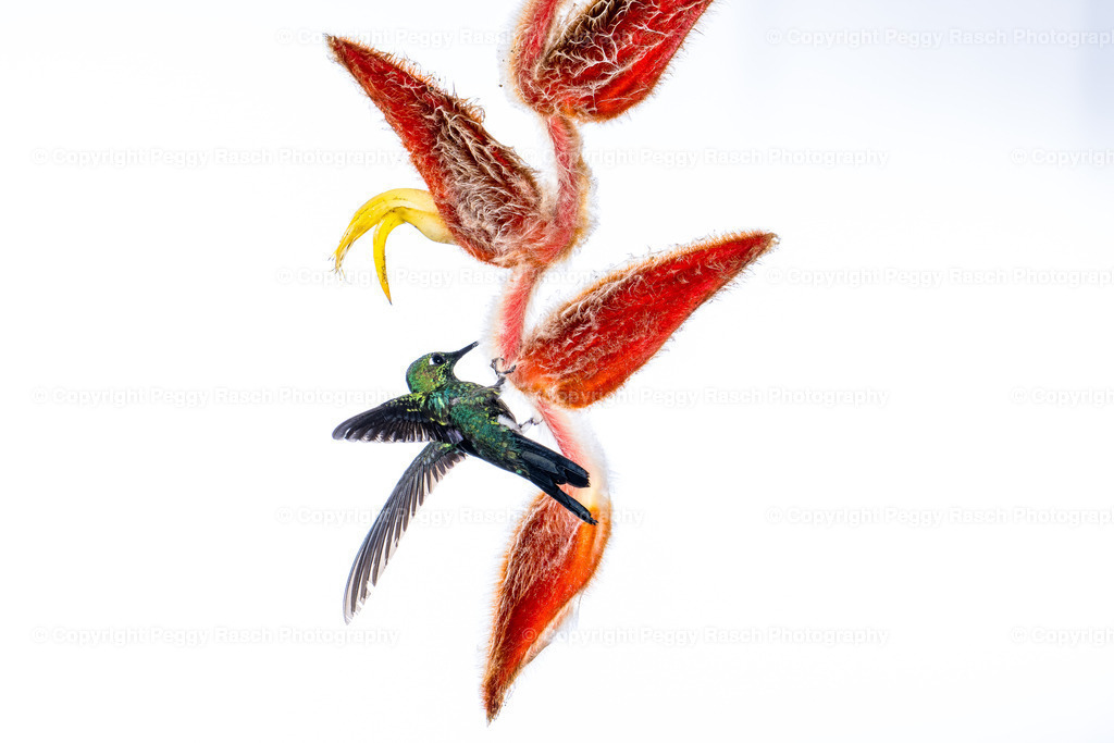 Kolobris (6) | PeggyRaschPhotography - Realisiert mit Pictrs.com