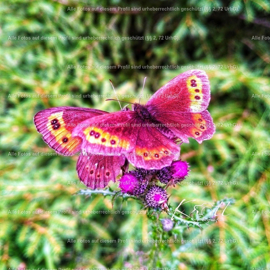 eZy_Watermark_20-03-2023_06-38-27 (1)-01 | krollfotografie - Realisiert mit Pictrs.com