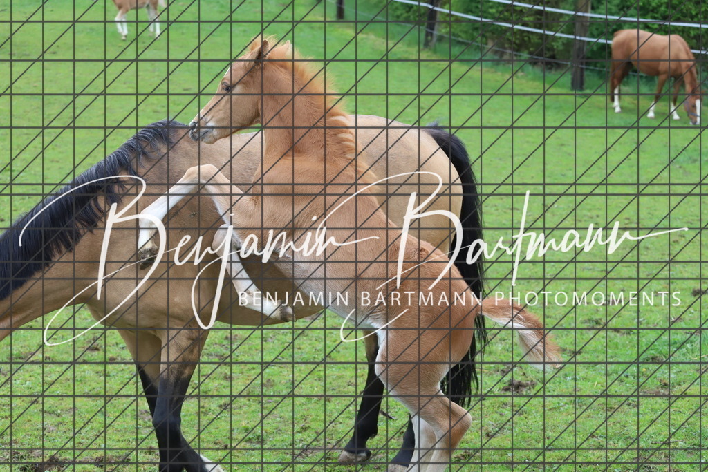 IMG_4323 | Benjamin Bartmann Photomoments