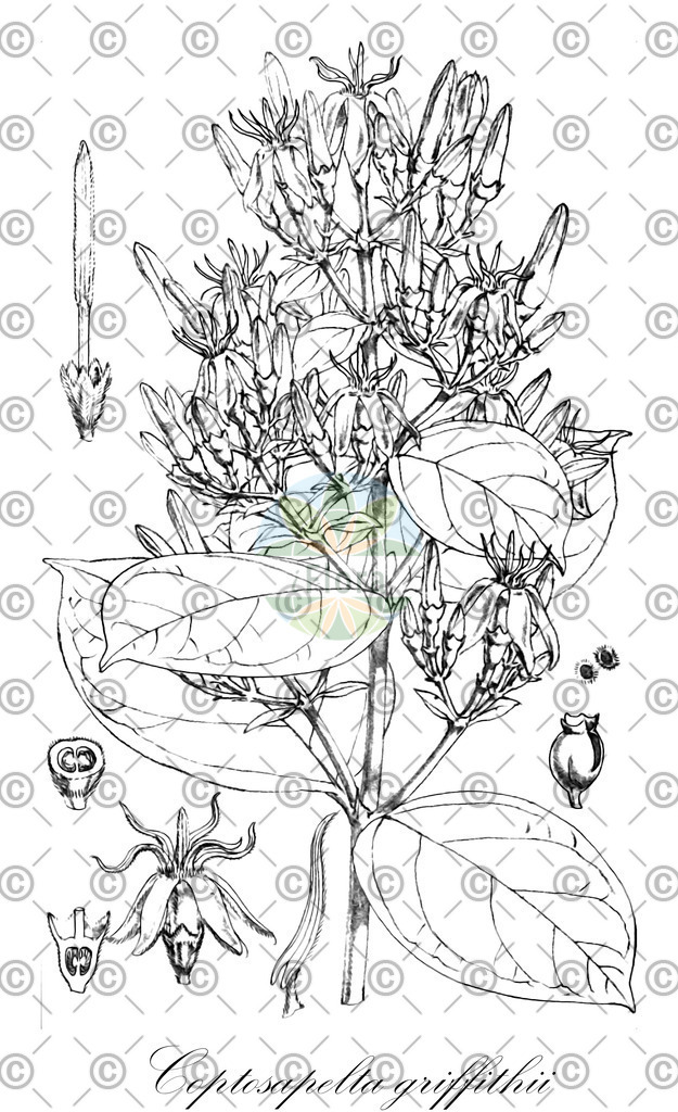 HistAbb_wfo-0000336094_1_ENZY_Simple | Historische Abbildung von Coptosapelta griffithii - Rubiaceae | Historical Illustration of Coptosapelta griffithii - Rubiaceae